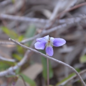 Viola betonicifolia at Wamboin, NSW - 27 Sep 2020