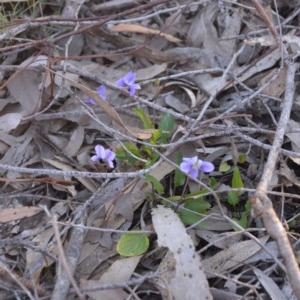 Viola betonicifolia at Wamboin, NSW - 27 Sep 2020