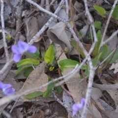 Viola betonicifolia at Wamboin, NSW - 27 Sep 2020