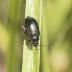 Arsipoda chrysis (Flea beetle) at Aranda Bushland - 26 Nov 2020 by AlisonMilton