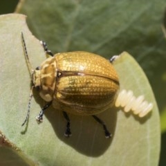 Paropsisterna cloelia (Eucalyptus variegated beetle) at Aranda Bushland - 27 Nov 2020 by AlisonMilton