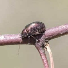 Edusella sp. (genus) (A leaf beetle) at Aranda Bushland - 26 Nov 2020 by AlisonMilton