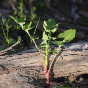 Sonchus oleraceus at Wamboin, NSW - 27 Sep 2020