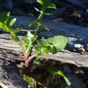 Sonchus oleraceus at Wamboin, NSW - 27 Sep 2020