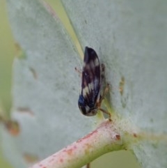 Rosopaella cuprea (A leafhopper) at Mount Painter - 21 Nov 2020 by CathB