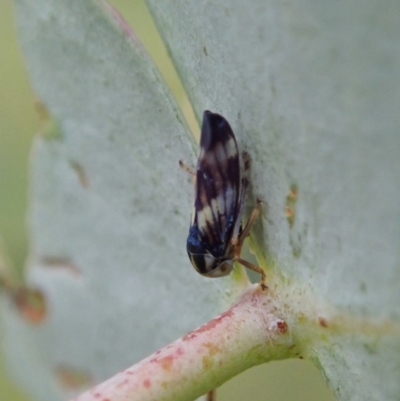 Rosopaella cuprea (A leafhopper) at Mount Painter - 21 Nov 2020 by CathB