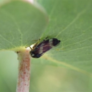 Rosopaella cuprea at Cook, ACT - 22 Nov 2020