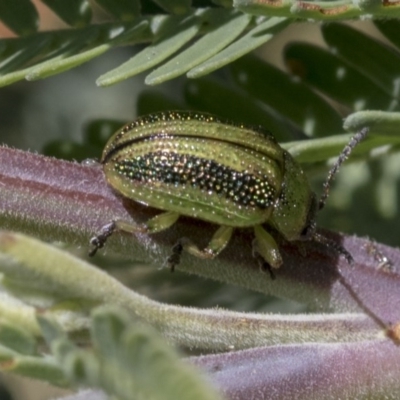 Calomela vittata (Acacia leaf beetle) at Holt, ACT - 26 Nov 2020 by AlisonMilton