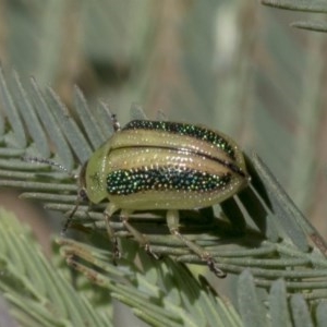 Calomela vittata at Holt, ACT - 26 Nov 2020