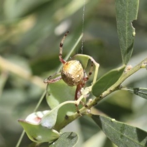 Araneus hamiltoni at Higgins, ACT - 21 Nov 2020 12:34 AM