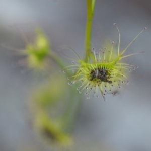 Drosera gunniana at Wamboin, NSW - 27 Sep 2020 10:42 AM