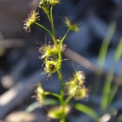 Drosera gunniana at Wamboin, NSW - 27 Sep 2020 10:42 AM