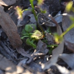 Drosera gunniana at Wamboin, NSW - 27 Sep 2020 10:42 AM