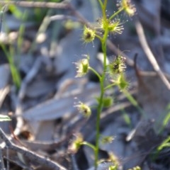 Drosera gunniana at Wamboin, NSW - 27 Sep 2020 10:42 AM