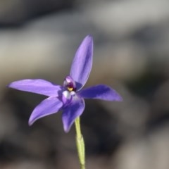 Glossodia major (Wax Lip Orchid) at Wamboin, NSW - 27 Sep 2020 by natureguy