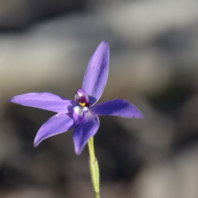 Glossodia major (Wax Lip Orchid) at Wamboin, NSW - 27 Sep 2020 by natureguy