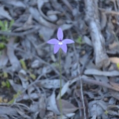 Glossodia major at Wamboin, NSW - 27 Sep 2020