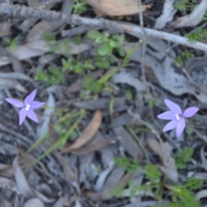 Glossodia major at Wamboin, NSW - 27 Sep 2020