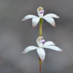 Caladenia ustulata (Brown Caps) at Wamboin, NSW - 27 Sep 2020 by natureguy