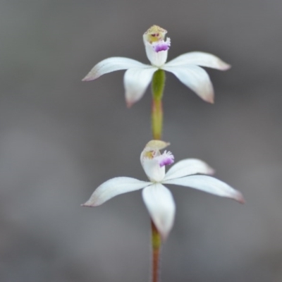 Caladenia ustulata (Brown Caps) at Wamboin, NSW - 27 Sep 2020 by natureguy