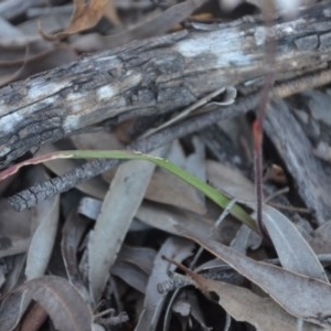 Caladenia ustulata at Wamboin, NSW - 27 Sep 2020