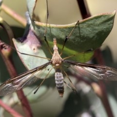 Leptotarsus (Macromastix) costalis (Common Brown Crane Fly) at Holt, ACT - 26 Nov 2020 by AlisonMilton