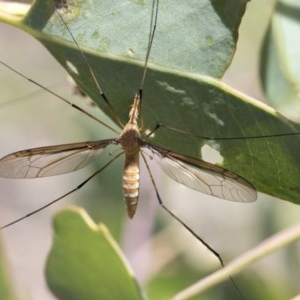 Leptotarsus (Macromastix) costalis at Holt, ACT - 26 Nov 2020