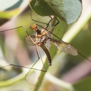 Leptotarsus (Macromastix) costalis at Holt, ACT - 26 Nov 2020