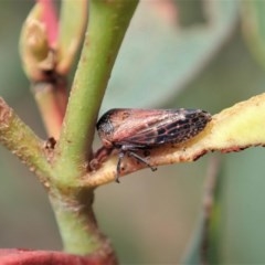 Katipo signoreti (Leafhopper) at Aranda Bushland - 23 Nov 2020 by CathB