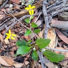 Goodenia hederacea (Ivy Goodenia) at Gundaroo, NSW - 25 Nov 2020 by MaartjeSevenster