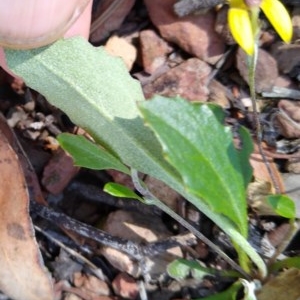 Goodenia hederacea at Gundaroo, NSW - 25 Nov 2020