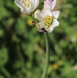 Nothoscordum borbonicum at Gundaroo, NSW - 27 Nov 2020