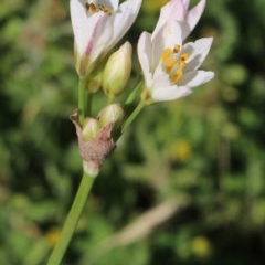 Nothoscordum borbonicum at Gundaroo, NSW - 27 Nov 2020