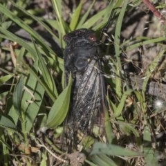 Psaltoda moerens (Redeye cicada) at Aranda Bushland - 26 Nov 2020 by AlisonMilton