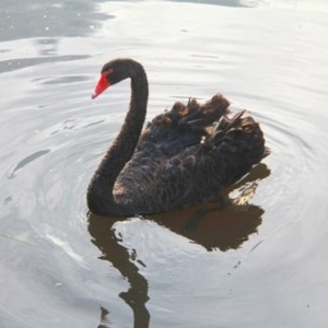 Cygnus atratus at Throsby, ACT - 27 Nov 2020 08:17 PM