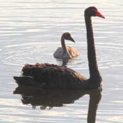 Cygnus atratus at Throsby, ACT - 27 Nov 2020 08:17 PM