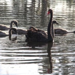 Cygnus atratus at Throsby, ACT - 27 Nov 2020 08:17 PM