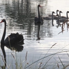 Cygnus atratus at Throsby, ACT - 27 Nov 2020 08:17 PM