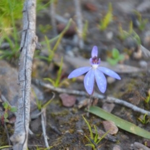 Cyanicula caerulea at Wamboin, NSW - suppressed