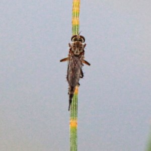 Cerdistus sp. (genus) at Throsby, ACT - 27 Nov 2020 08:58 PM