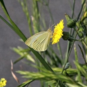 Pieris rapae at Throsby, ACT - 27 Nov 2020 08:44 PM