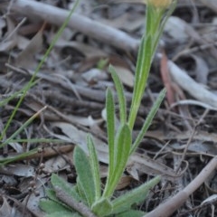 Coronidium scorpioides at Wamboin, NSW - 27 Sep 2020