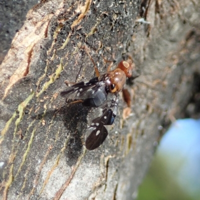 Acanthonevroides jarvisi (A fruit fly) at Cook, ACT - 20 Nov 2020 by CathB