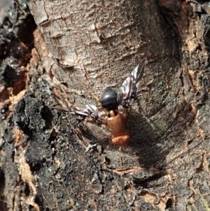 Acanthonevroides jarvisi at Cook, ACT - 21 Nov 2020