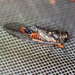 Yoyetta robertsonae (Clicking Ambertail) at O'Connor, ACT - 27 Nov 2020 by ibaird