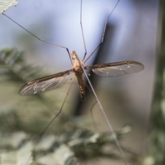 Leptotarsus (Macromastix) costalis (Common Brown Crane Fly) at Cook, ACT - 26 Nov 2020 by AlisonMilton