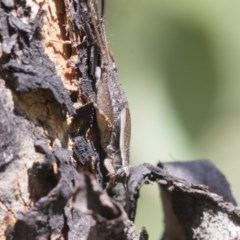 Eurepa marginipennis (Mottled bush cricket) at Aranda Bushland - 26 Nov 2020 by AlisonMilton