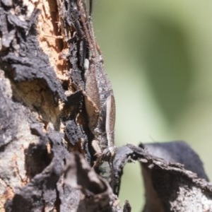 Eurepa marginipennis at Holt, ACT - 26 Nov 2020