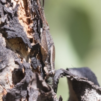 Eurepa marginipennis (Mottled bush cricket) at Aranda Bushland - 26 Nov 2020 by AlisonMilton