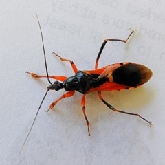 Ectomocoris ornatus (A ground assassin bug) at Crooked Corner, NSW - 10 Oct 2020 by Milly